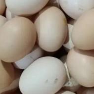 تخم نطفه دارمرغ گلپایگان