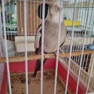 فروش یک جفت مولد عروس هلندی مخصوص جوجه کشی