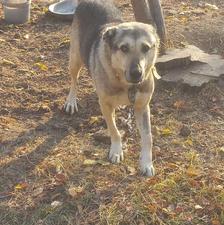 واگذاری سگ نگهبان