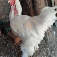 فروش خروس امپراطور