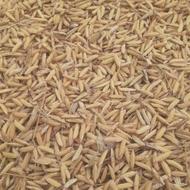 تیم بینج طارم هاشمی دم دار