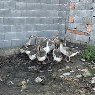 تعدادی غاز ارگانیک