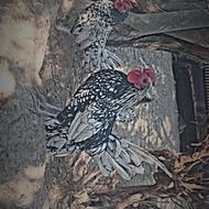 خروس خوش رنگ