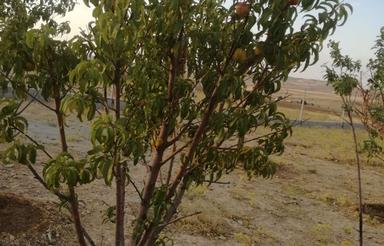 2000 متر زمین درخت کاری شده.در حاجی اباد