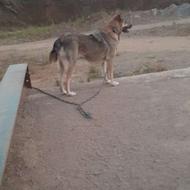 واگذاری سگ شکاری ه