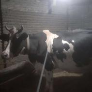 گاو هلشتاین