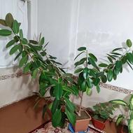 یک عدد گل خانگی