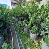 گل گیاه بیرونی و گل خانه ایی