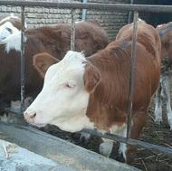 مجموعه بزرگترین دامداری سیمینتال اصیل