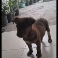 سگ پاکوتاه. واگذاری