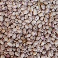 لوبیا چیتی کوشا