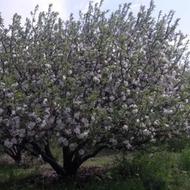 حرس درختانفصلیوسیب