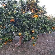 فروش فوری باغ دوبر 348 متری.معاوضه با ماشین