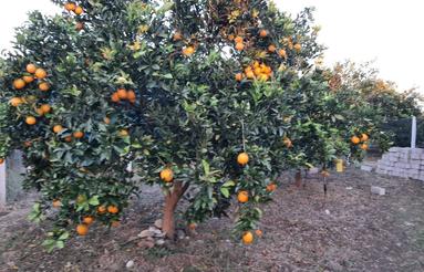 فروش فوری باغ دوبر 348 متری.معاوضه با ماشین