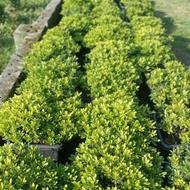 گل و گیاه بیرونی