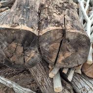 چوب خشک سپیدار