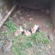 خرگوش بالغ سالم و سرحال