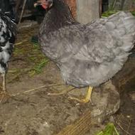 دوعددمرغ ایسار نزدیک به تخم