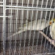 طوطی عروس هلندی