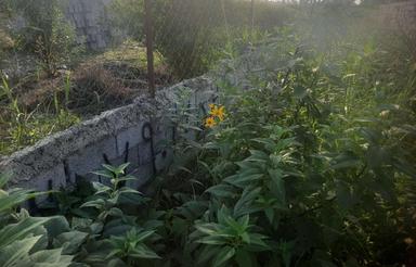 فروش باغ مسکونی 1000 متر در علی آباد