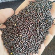 مقدار 2تن کلزا بذری