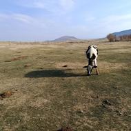 گاو سالم باب کوه بوردن پول لازمم