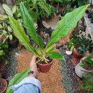 گل و‌ گیاهان آپارتمانی