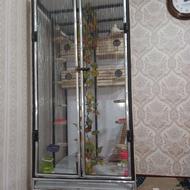 قفس عروس هلندی