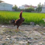 خروس لاری و 3 تا مرغ لاری