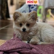 سگ پامرین بازی گوش واگذاری