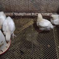 10 عدد جوجه راس 11 روزه