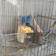 عروس هلندی مولد.معاوضه