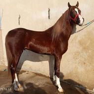 اسب نریان.عرب خالص ایرانی..میکروچیپ