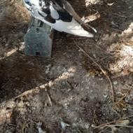 کبوتر پرشی ساعت بالا