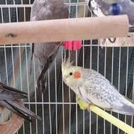 4 عدد عروس هلندی بالغ طبق تصویر سرحال و سالم