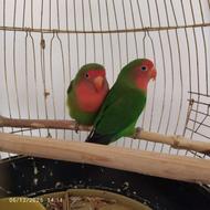 یک جفت طوطی بریزیلی