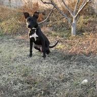 پیتبول گارد