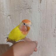 طوطی برزیلی