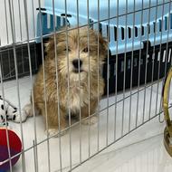 واگذاری سگ شیتزو 3ماهه نر