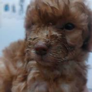 پودل دوماه شناسنامه داره جای دشوی بلده واگذار