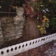 درخت پالم قیمت مناسب