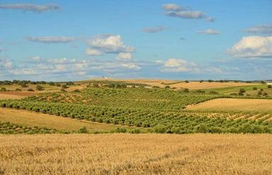 اجاره زمین کشاورزی و دیم