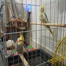 عروس هلندی مولد