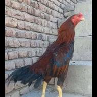 خروسلاری3تا1دونهمورغ