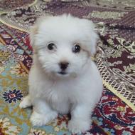 شیتژمالتیز واگذار