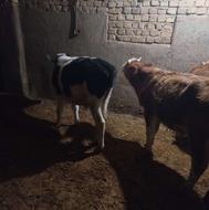 گوساله سیمینتال نر