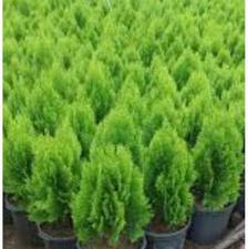 ویلایی دوبلکس 250 متری