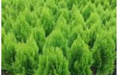 ویلایی دوبلکس 250 متری