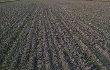 زمین اجاره داده میشه