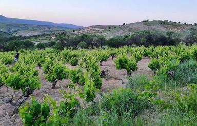 فروش باغ انگور